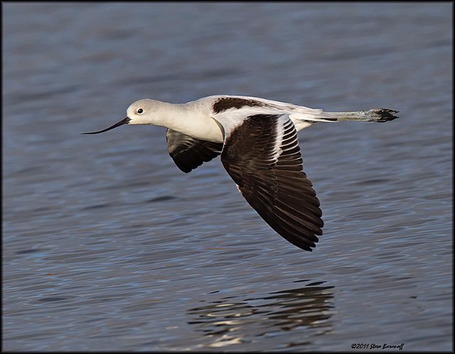 _1SB9287 american avocet.jpg